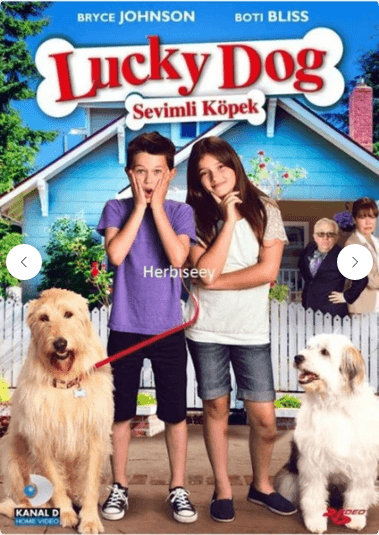 Sevimli Köpek - Lucky Dog Sevimli Köpek-Lucky Dog Dvd - Görsel 1